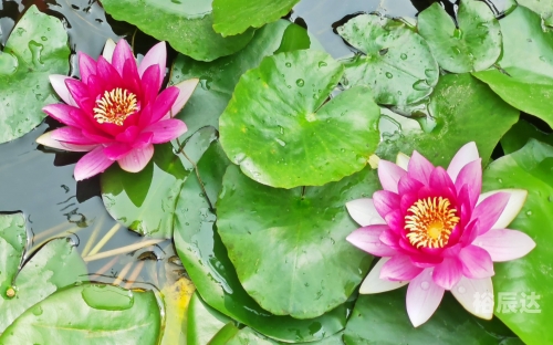 出水芙蓉什么意思出水芙蓉，美的象征与寓意-第1张图片