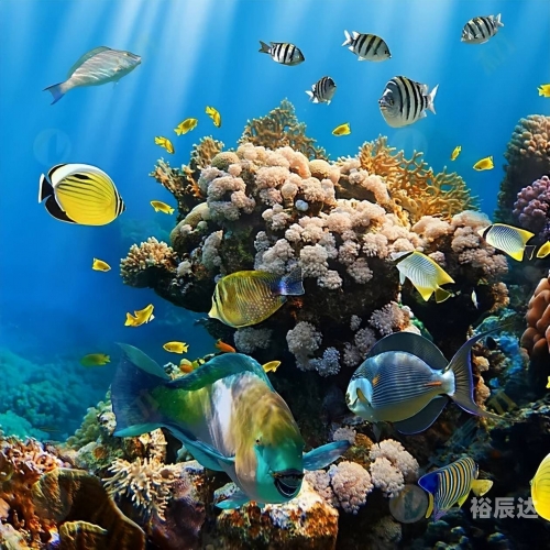 大彩鲸大彩鲸，神秘的海洋生物-第2张图片
