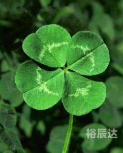 豆豆网幸运28豆豆网幸运28，数字背后的神秘力量-第2张图片