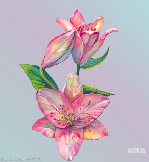 百合心水图库百合心水图库，探寻艺术之美-第3张图片