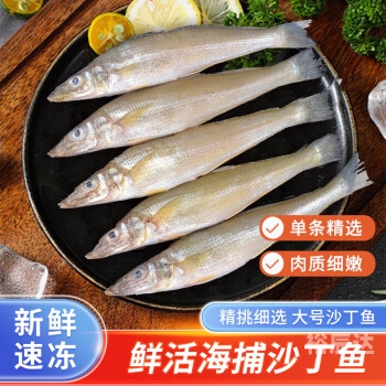 沙丁鱼尽量少吃最好不吃沙丁鱼之海，海洋中的生命奇迹-第2张图片