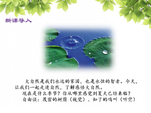 金丝燕初次做的窝——大自然的奇迹-第1张图片