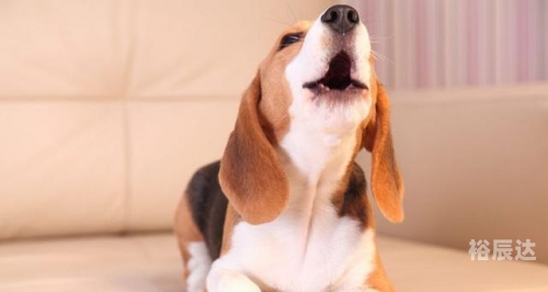 犬吠测吉凶法911犬吠测吉凶法
