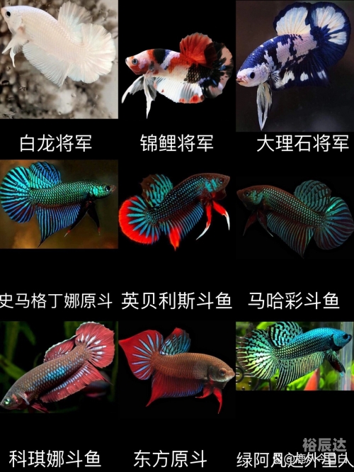 斗鱼tv叫什么名字斗鱼TV平台，观赏鱼世界的璀璨舞台-第1张图片