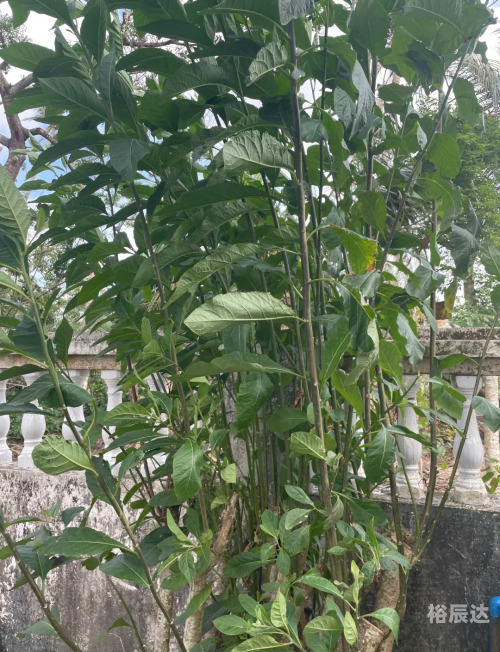 笔头菜，美味与健康的完美结合