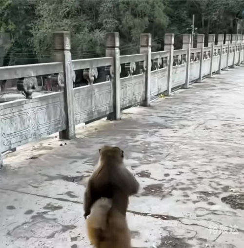 膏药猴怎么形成的膏药猴百度百科-第1张图片