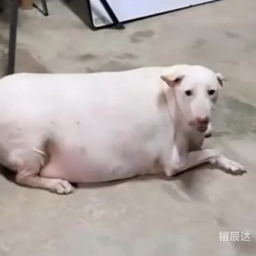 四不像特肖图 打开四不像特肖图，神秘与奇特的结合