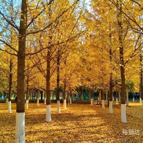 银杏树小苗银杏树小苗