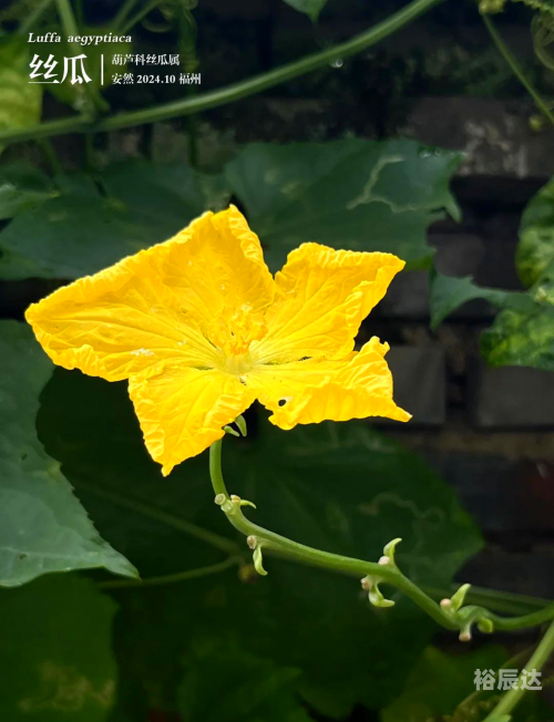 花藤之名