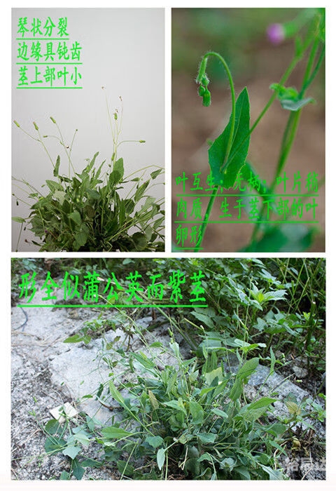 一点红心水高手论坛规律一点一点红心水论坛，探索交流与成长的平台-第1张图片