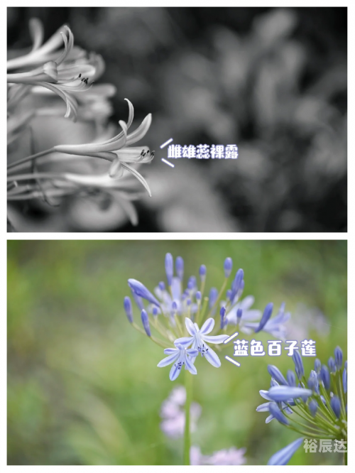 蓝色妖姬，神秘制作背后的秘密-第2张图片