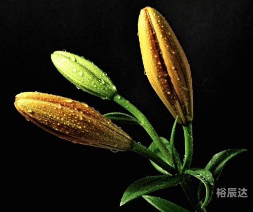 百合图库历史开奖百合图库，艺术与美的交汇之地-第2张图片