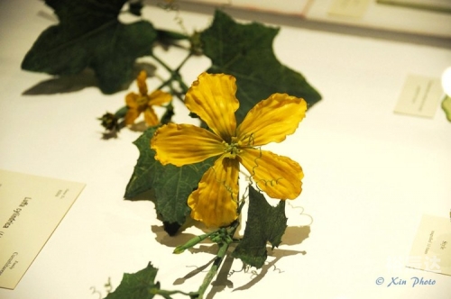 玻璃花玻璃花-第2张图片