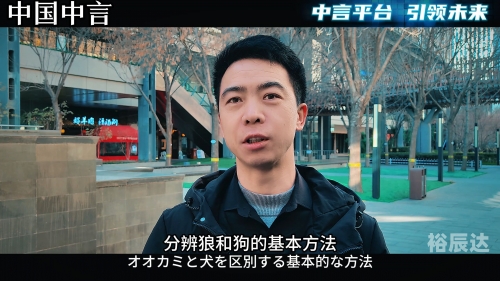 小狼狗高手论坛下载小狼狗高手论坛，探讨狼犬成长与训练的奥秘-第2张图片
