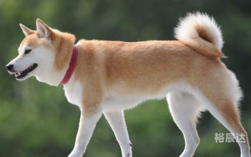 犬吠测吉凶法详解犬吠测吉凶法
