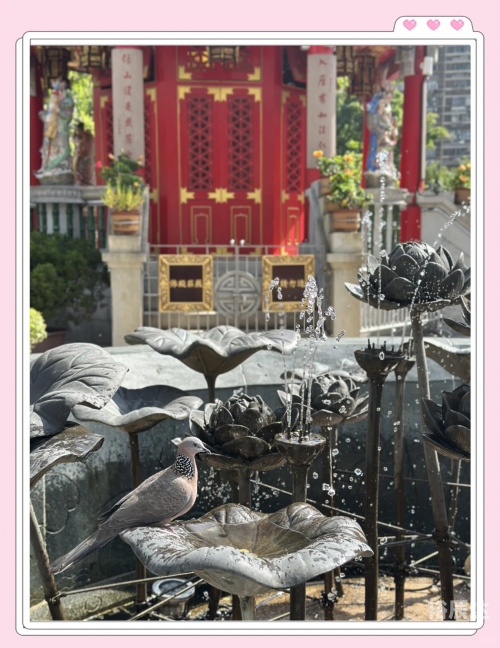 黄大仙特马王资料图片黄大仙特马之探索-第3张图片