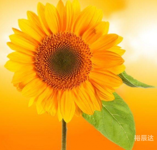 欣欣彩色图库欣欣彩色图库，探索无限创意的视觉宝库-第1张图片