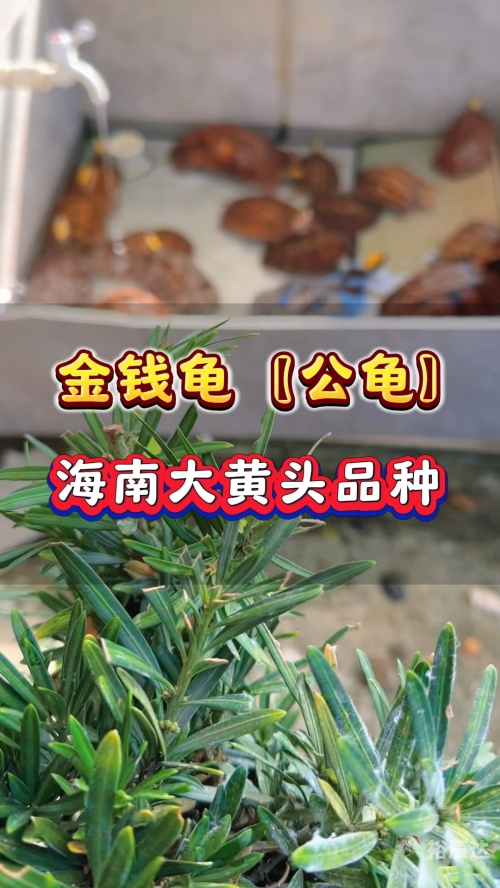 金钱龟最新价格2020金钱龟最新价格分析-第2张图片