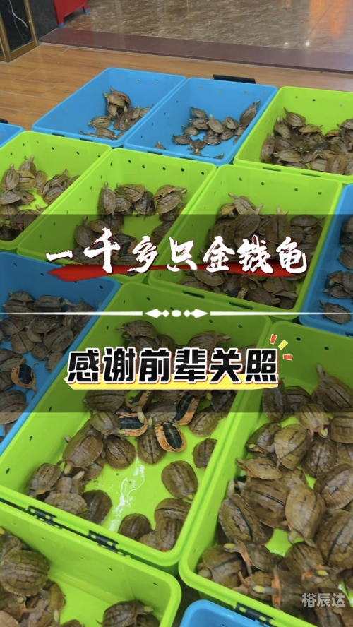 金钱龟最新价格金钱龟最新价格分析