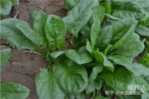菠菜网haobc菠菜网HAOBC，引领绿色生活的新篇章