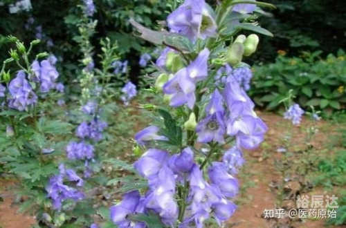 小草乌的魅力