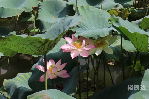 出水芙蓉，美的象征与寓意-第2张图片