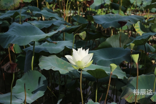出水芙蓉，美的象征与寓意-第3张图片