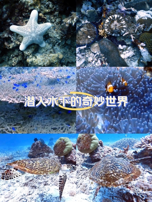 小海龟的奇妙世界-第3张图片