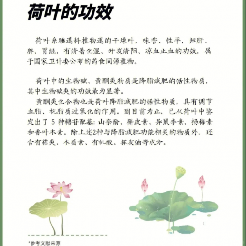 荷叶茶减肥效果显著