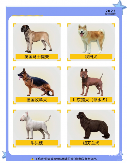 跑狗网出版社新一代的跑狗最新章节列表跑狗网出版，引领宠物文化的新篇章