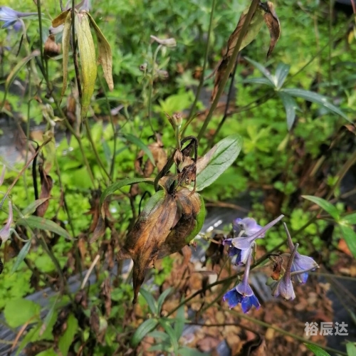 小草乌草药图片功效小草乌的魅力与故事-第2张图片