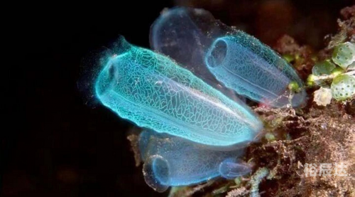 七夜娃娃七夜娃娃，神秘生物的探索之旅-第3张图片