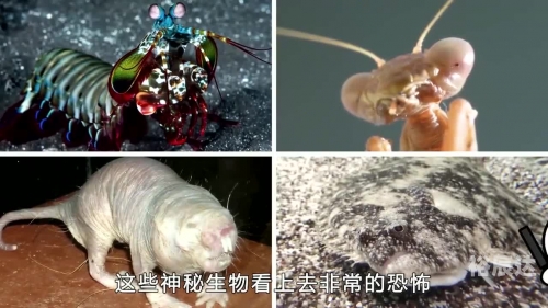 吼吼鲸几级进化吼吼鲸，海洋中的神秘生物-第2张图片
