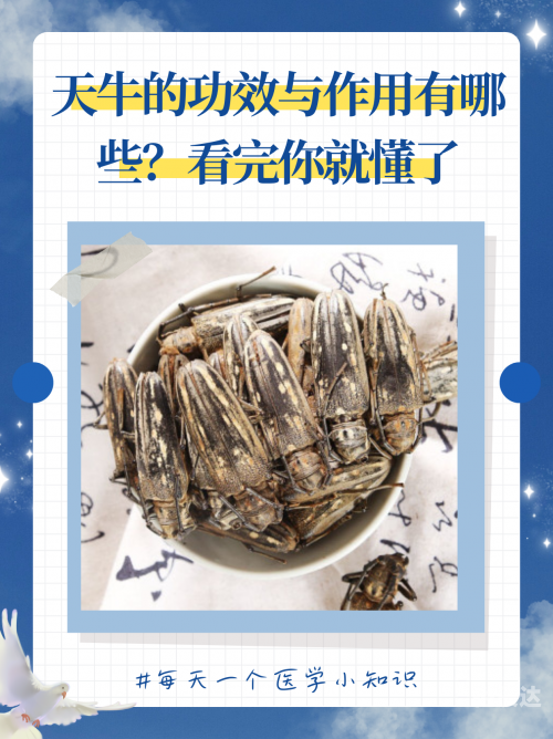 红五图库天牛图库天，探索自然之美与收藏珍品-第2张图片