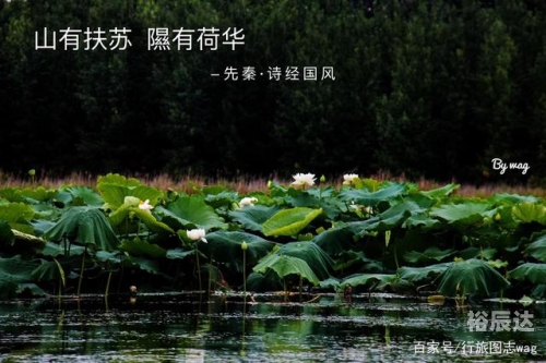 出水芙蓉什么意思成语出水芙蓉，美的象征与寓意-第2张图片