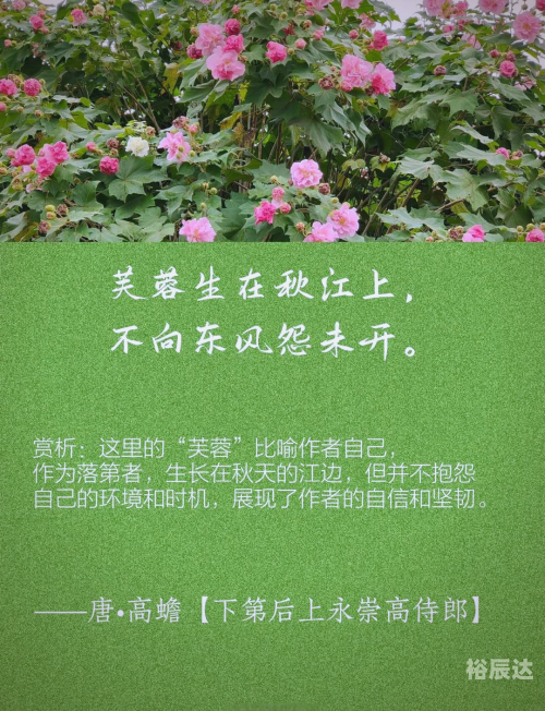 出水芙蓉什么意思成语出水芙蓉，美的象征与寓意-第1张图片