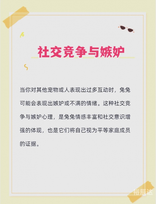 兔兔网兔兔网，探索兔兔世界的网络家园-第1张图片