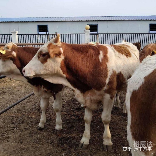 一起牛，共享牛业的美好未来