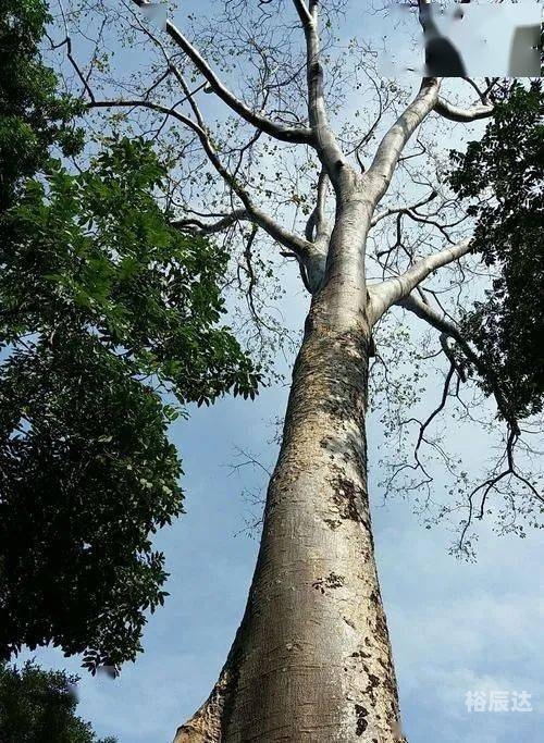 虫虫高手论坛，探索网络社区的奇妙世界