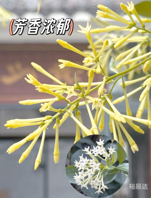 夜来香论坛夜来香论坛，探索网络交流的新天地-第2张图片