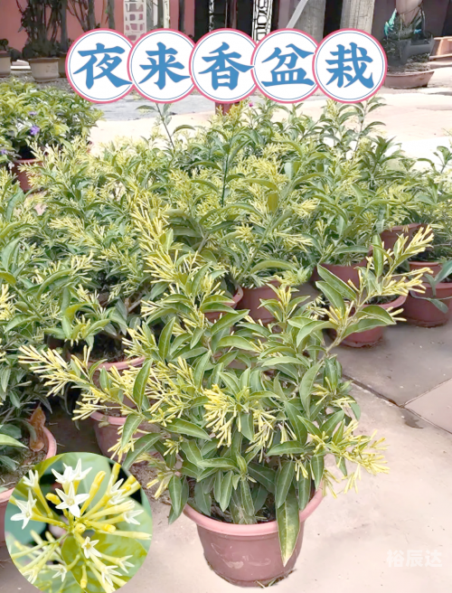 夜来香论坛夜来香论坛，探索网络交流的新天地-第3张图片