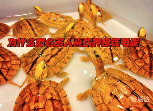金钱龟价格与市场趋势-第1张图片