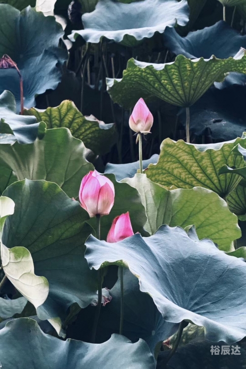 出水芙蓉是指什么意思生肖出水芙蓉，是一种文学形象或象征，通常用来形容美丽、清新、娇艳的花朵。这个词语在古代文学中常常用来赞美女性的美丽和纯洁。在现代社会中，这个词也常常被用来形容事物或人的清新、优雅、高贵的特点。