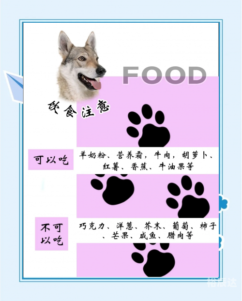 小狼狗高手论坛下载小狼狗高手论坛，探讨狼犬成长与训练的技巧与经验-第2张图片
