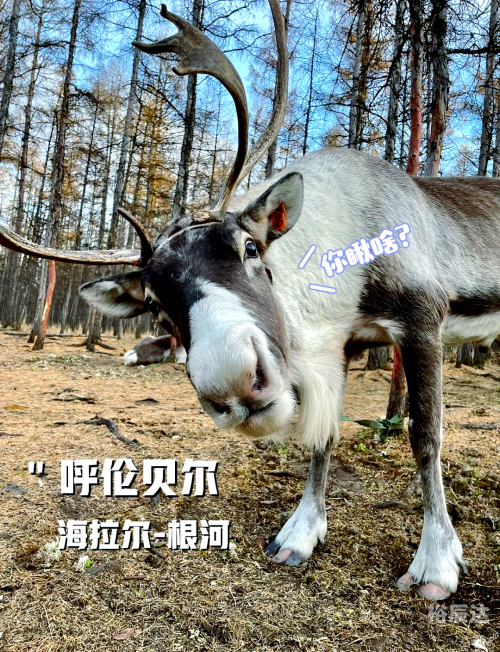 376969狗跑论坛376969狗跑论坛，探索狗狗世界的奇妙之旅-第2张图片