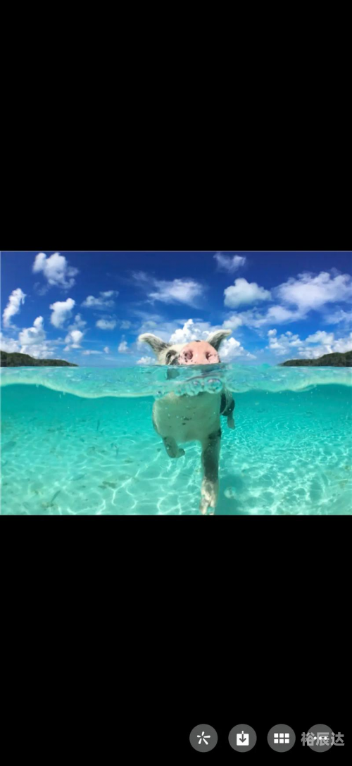 大海是猪大海是猪的世界，海洋的神秘与魅力-第1张图片