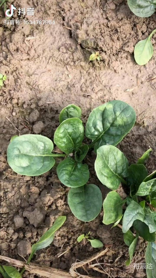 菠菜网HAOBC，引领绿色生活的新窗口