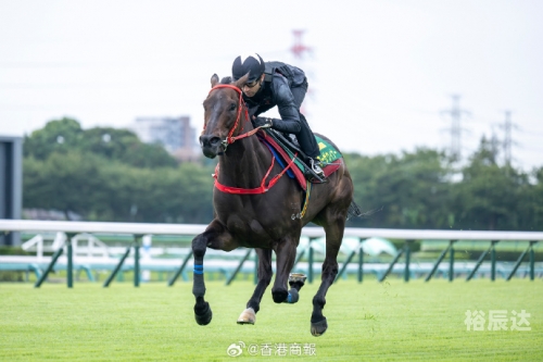 香港赛马会排位香港赛马会排位，赛马运动的荣耀与挑战