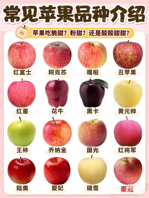 苹果9图片介绍