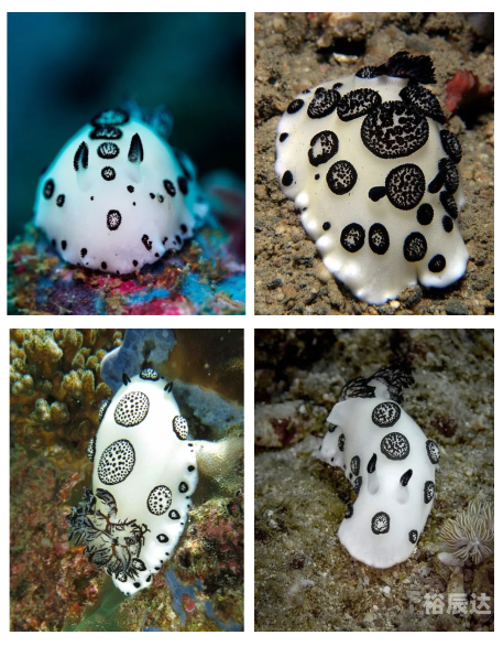 大彩鲸改名了吗大彩鲸，神秘的海洋生物-第1张图片